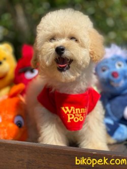 BEBEK SURAT TOY POODLE YAVRULARIMIZ 2