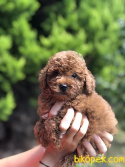 BEBEK SURAT TOY POODLE YAVRULARIMIZ 2