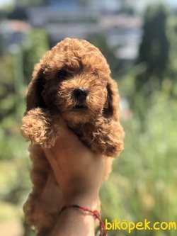 BEBEK SURAT TOY POODLE YAVRULARIMIZ 3