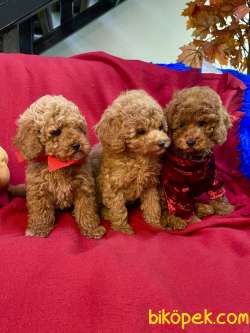 BEBEK SURAT TOY POODLE YAVRULARIMIZ 3