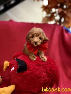 BEBEK SURAT TOY POODLE YAVRULARIMIZ 1