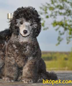 BEBEK SURAT TOY POODLE YAVRULARIMIZ 2