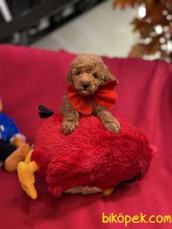 BEBEK SURAT TOY POODLE YAVRULARIMIZ 1
