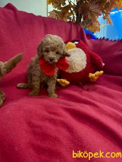 BEBEK SURAT TOY POODLE YAVRULARIMIZ 3