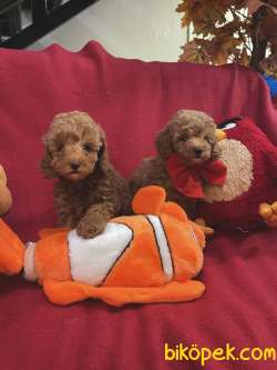 BEBEK SURAT TOY POODLE YAVRULARIMIZ 2