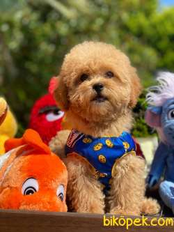 Bebek Surat Toy Poodle Yavrularimiz 1