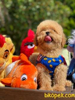Bebek Surat Toy Poodle Yavrularimiz 3