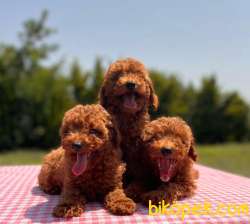 Bebek Surat Toy Poodle Yavrularımız 1