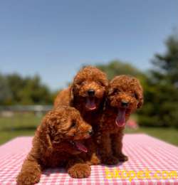 Bebek Surat Toy Poodle Yavrularımız 3