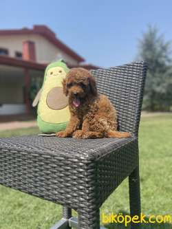 Bebek Surat Toy Poodle Yavrularimiz 3