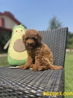 Bebek Surat Toy Poodle Yavrularimiz 2