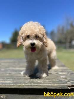 Bebek Surat Toy Poodle Yavrularimiz 2