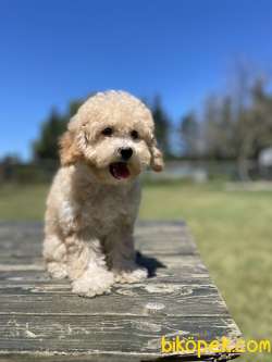 Bebek Surat Toy Poodle Yavrularimiz 3