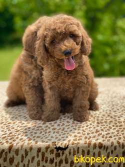 Bebek Surat Toy Poodle Yavrularimiz 3