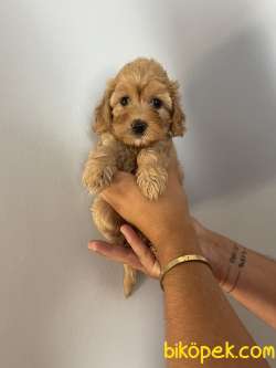 Bebek Surat Toy Poodle Yavrularimiz 1