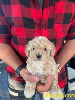 Bebek Surat Toy Poodle Yavrularimiz 2