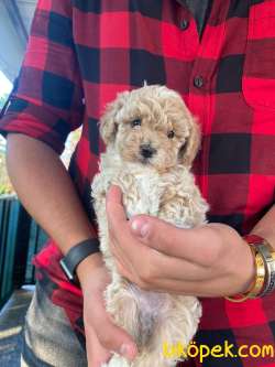 Bebek Surat Toy Poodle Yavrularimiz 3