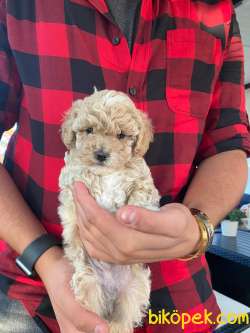 Bebek Surat Toy Poodle Yavrularimiz 1