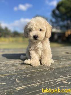 Bebek Surat Toy Poodle Yavrularimiz 1