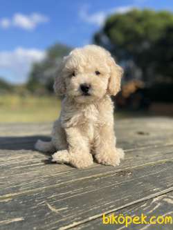 Bebek Surat Toy Poodle Yavrularimiz 3