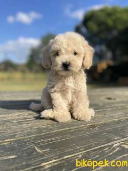 Bebek Surat Toy Poodle Yavrularimiz 2