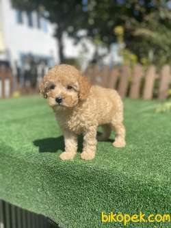 Bebek Surat Toy Poodle Yavrularimiz 3