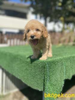 Bebek Surat Toy Poodle Yavrularimiz 2