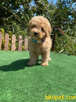 Bebek Surat Toy Poodle Yavrularimiz 2