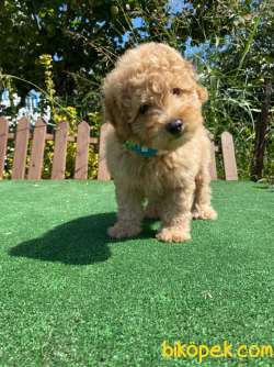 Bebek Surat Toy Poodle Yavrularimiz 3