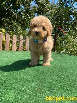 Bebek Surat Toy Poodle Yavrularimiz 1