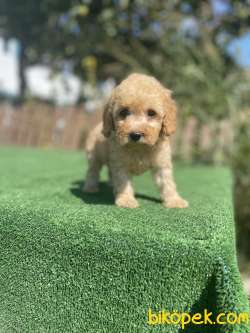 Bebek Surat Toy Poodle Yavrularimiz 3
