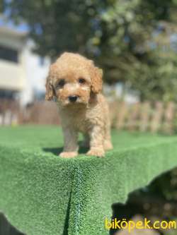 Bebek Surat Toy Poodle Yavrularimiz 2