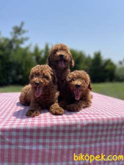 Bebek Surat Toy Poodle Yavrularimiz 3