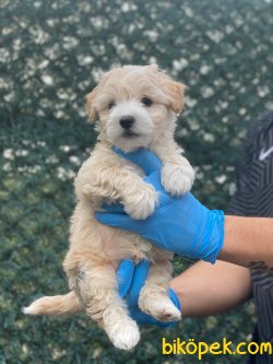 BEBEK SURAT WC EGITIMLI F1 MALTIPOO YAVRULAR 3