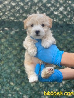 BEBEK SURAT WC EGITIMLI F1 MALTIPOO YAVRULAR 2