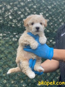 BEBEK SURAT WC EGITIMLI F1 MALTIPOO YAVRULAR 1