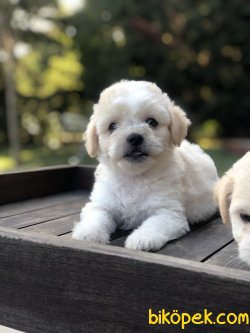 BEBEK SURAT WC EGITIMLI MALTIPOO YAVRULAR 3