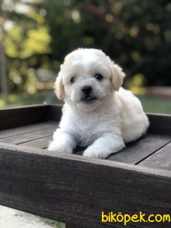 BEBEK SURAT WC EGITIMLI MALTIPOO YAVRULAR 2