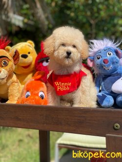 BEBEK SURAT WC EGITIMLI MIKROCIPLI TOY POODLE BEBEKLER 2