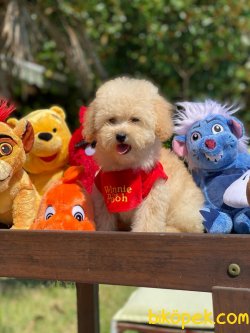 BEBEK SURAT WC EGITIMLI MIKROCIPLI TOY POODLE BEBEKLER 3