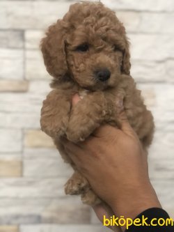 BEBEK SURAT WC EGITIMLI TOY POODLE BEBEKLERIMIZ 2