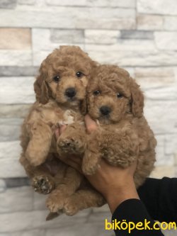 BEBEK SURAT WC EGITIMLI TOY POODLE BEBEKLERIMIZ 1