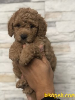 BEBEK SURAT WC EGITIMLI TOY POODLE BEBEKLERIMIZ 3