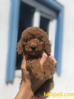 BEBEK SURAT WC EGITIMLI TOY POODLE YAVRULAR 1