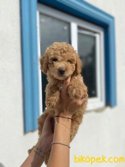 BEBEK SURAT WC EGITIMLI TOY POODLE YAVRULARIMIZ 1