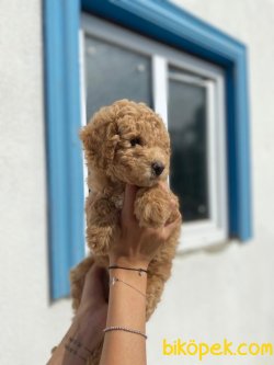 BEBEK SURAT WC EGITIMLI TOY POODLE YAVRULARIMIZ 3