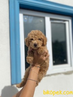 BEBEK SURAT WC EGITIMLI TOY POODLE YAVRULARIMIZ 2