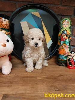 BEBEK SURAT WC EGITIMLI TOY POODLE YAVRULARIMIZ 3