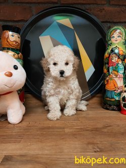 BEBEK SURAT WC EGITIMLI TOY POODLE YAVRULARIMIZ 2