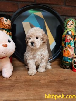 BEBEK SURAT WC EGITIMLI TOY POODLE YAVRULARIMIZ 1